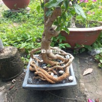 Hoa Giấy - Cây và Chậu Như Hình  