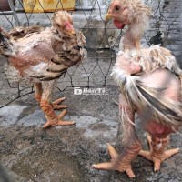 Mái Đông Tảo chân to 8 lạng và 9 lạng