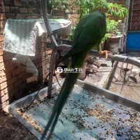 Bán Chim Cảnh Đã Biết Bặp Bẹ - Giá 3.500.000đ  