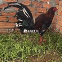 2k7 7th mỹ rặc cắn lườn thanh lý