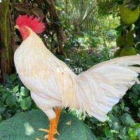 thái  mỹ  2kg8  tay  khủng