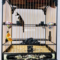 Đổi Qua Khướu Cần Bán Chim 5 Mùa