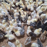 GÀ NÒI BẾN TRE, GÀ TA, GÀ MÍA, VỊT XIÊM & GÀ VỊT CON GIỐNG