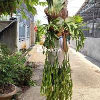 Ổ rồng size đại