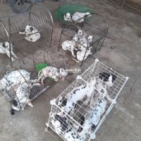 101 Chó Đốm Đủ Mọi Kích Cỡ - Thoải Mái Lựa Chọn!  
