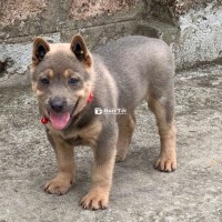 Cai xám siêu đẹp