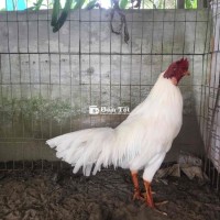 UaTo Xuân 2K9 Trang 3K - Gà Tay Tốt Lông Mới Ken  