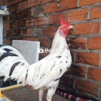 Trebuomto Bướm tơ 6th 1kg450 - Đang lên lông đẹp, chất lượng cao  