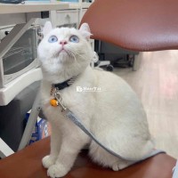 mèo aln mắt xanh