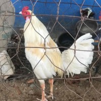 1kg7 giao lưu 5xi Long Thành, Nhơn Trạch ,Bến Cam