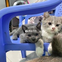 Cần tìm nhà cho các em
