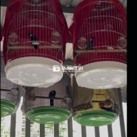 khướu bạc má đẹp