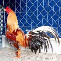 Cần bán xám 3ky1 tay tốt, lông hơi khô, đá được 1-2 cái  