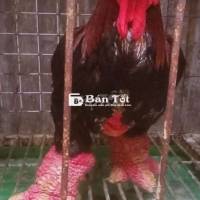 🇻🇳🇻🇳Gà 5,1kg đến 5,3kg ạ giá 1.700k ❤❤❤