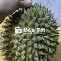 Sầu riêng chín cây