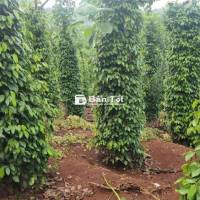 ĐĂK LĂK

### 2,8ha cfe tiêu đẹp, điện năng lượng tại Tuy Đức: 3,9 tỷ!