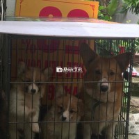 corgi đít bự