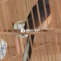 Mái nhật nguyệt rất dạng chim