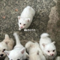 poodle lai