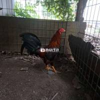 1kg3 Gà ăn 4x rồi nãy đá máy giò bỏ chạy  