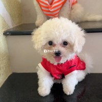 Cần nhượng lại bé chó Bichon Frisé