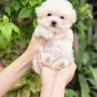 chó tea cup poodle cái 2,5 tháng tìm chủ