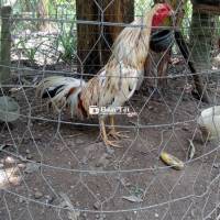 Bán gà trọi 2,4kg hoặc đổi gà khác  