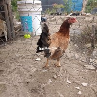 GÀ MÁI MỸ 2K4