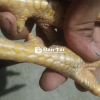 Gà nòi mỹ tơ