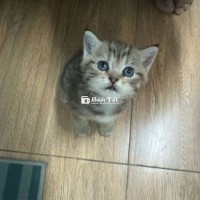 Cần tìm sen yêu thương cho 2 bé mèo đáng yêu!