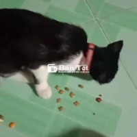 chia lai meo a lông ngân