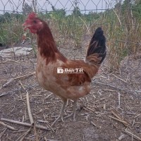 MÁI MỸ KENSOL 2K1 TƠ CHUA ĐẺ