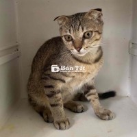 3 Bé Mèo Anh Lai Ta Dễ Thương Cần Tìm Chủ Mới