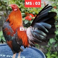 ĐIỀU F1 ( MS : 03 ) 1Kg300g ( GÀ BAO ZIN 100% )