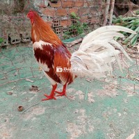 1kg8 siu mỹ chơi liền tay dử xương lớn lườn dài