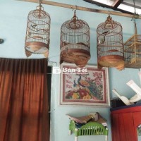 Chim Có Vài Bé Cần Bán - Chim Đẹp, Giá Tốt  