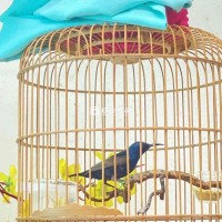 hút mật họng đen tuyển