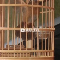 Họa mi hót xòe 3 mùa lồng