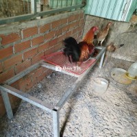 Gà CuBan Mỹ chuyên đá đầu cần
