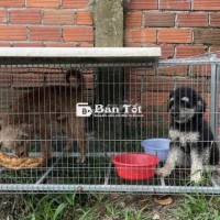 bán 2 con giá 3tr nâu đực và đen trắng cái hơn 1t