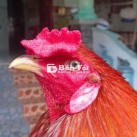 2ky9 lông mới tay tốt
