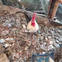 Cặp gà ai cập