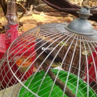Cần bán chim cù gáy
