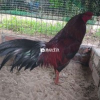 2k7 tơ zin lông mới tay một cục cự mạnh