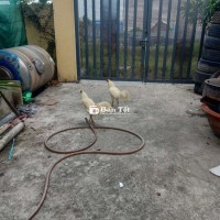Bầy bướm ...
