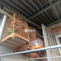Lồng Chim Đẹp - Lồng Chim Due 2 Lồng Nuôi Chích Chòe và 2 Lồng Nuôi Khuyên  