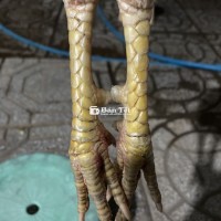 Cúp 1kg5