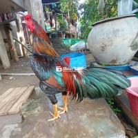 Gà đều 2kg6 - Gà tơ xuân tay tốt gân lực  