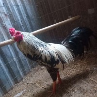 Gà Nòi zin trạng lớn