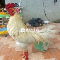 To 2kg1 trạng đá 2kg3 tay tốt